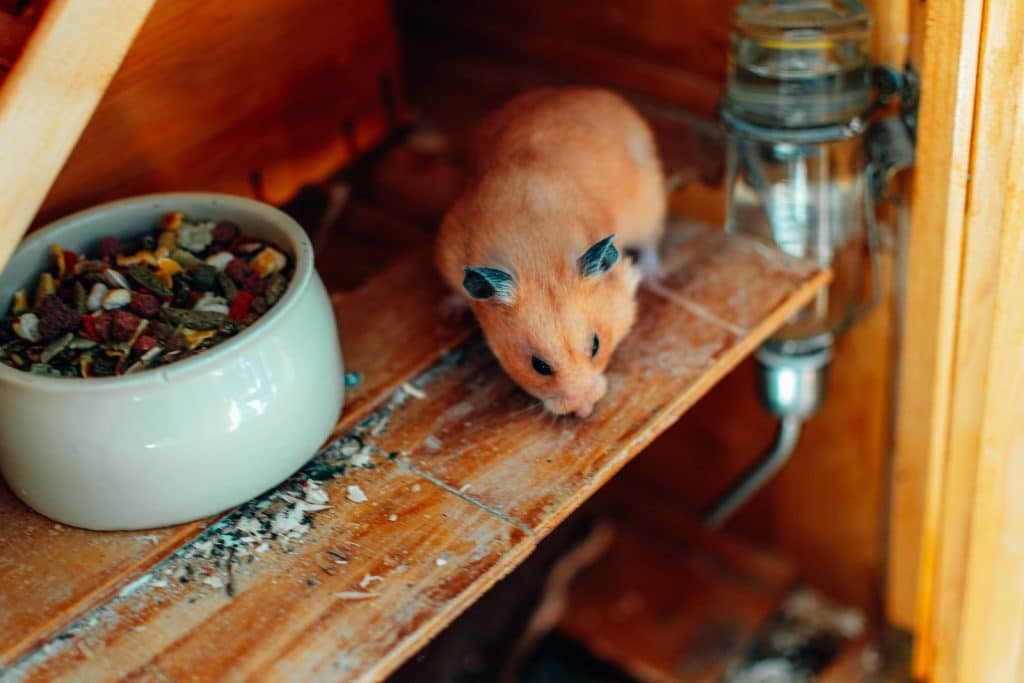 a hamster is sitting on a shelf next to a bowl of food