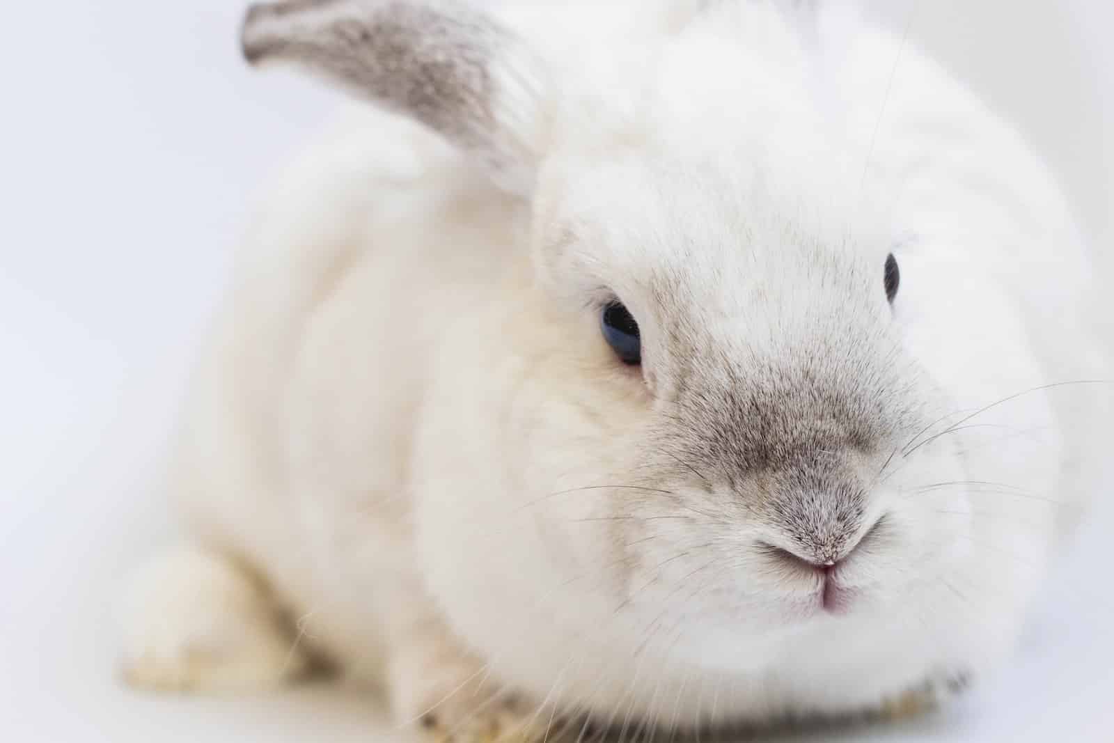 American Fuzzy Lop Rabbit Care Guide: Quick Facts, Behavior, and Care ...