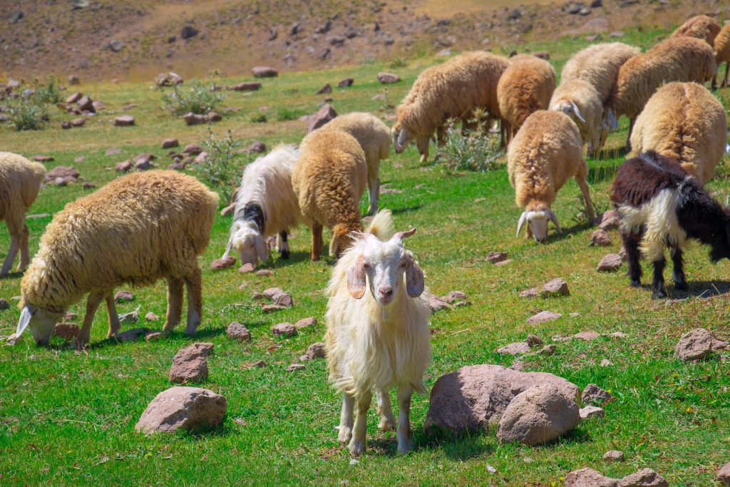 white and brown herd of sheep