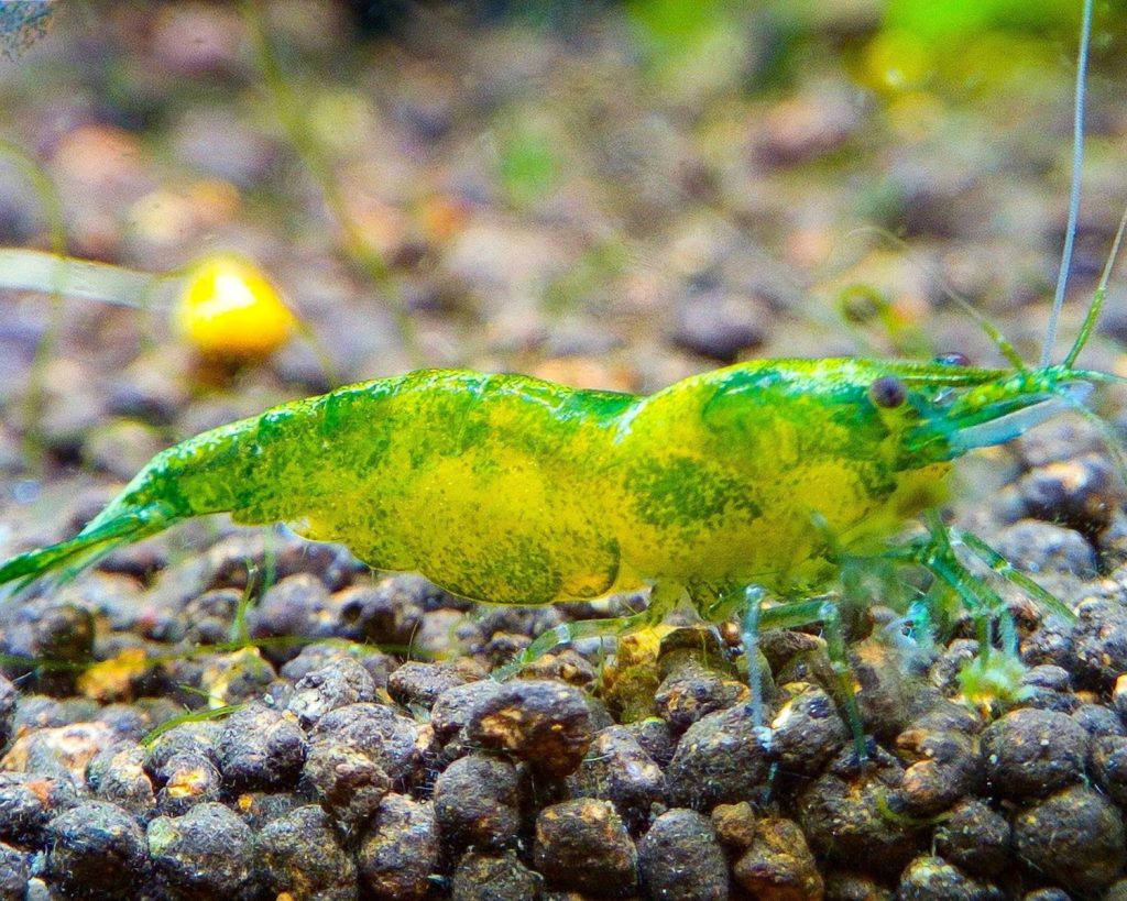 a close up of a green insect on a rock