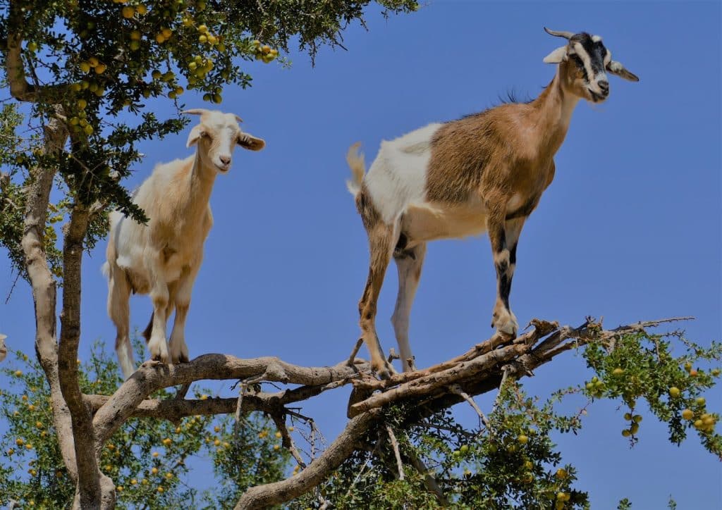 two brown and white goats on the top of tree during daytime