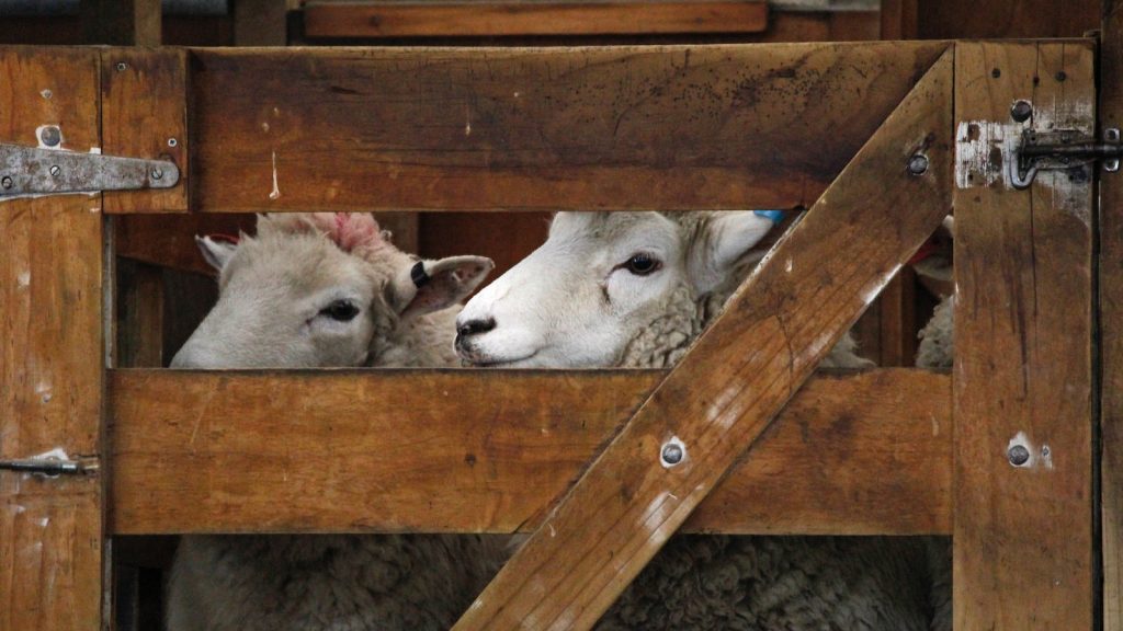 two white sheeps in cage