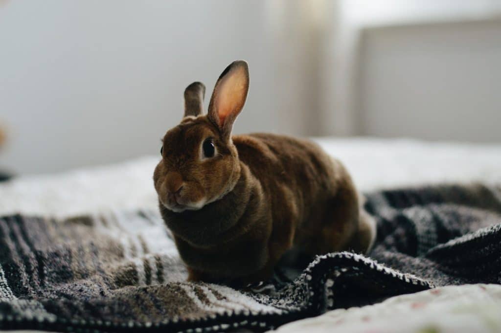 brown rabbit on gray textile