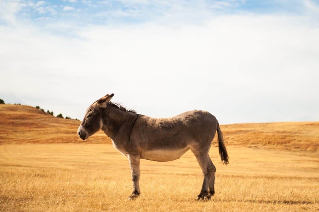 a donkey standing in a field