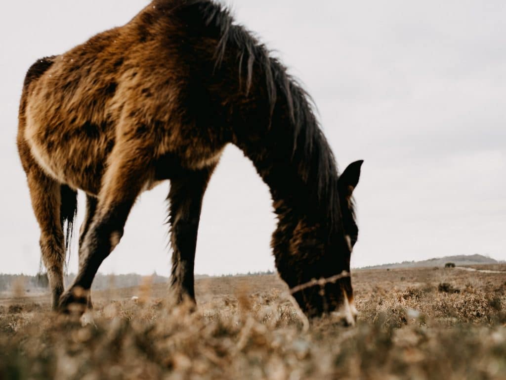 black horse on brown field during daytime