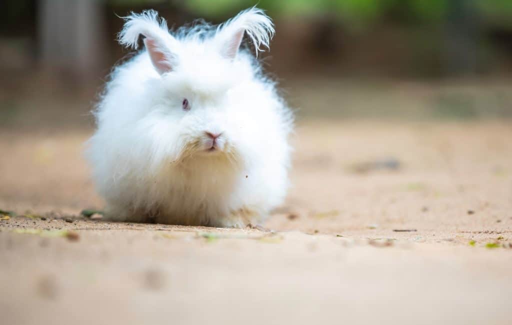 a small white rabbit sitting on the ground