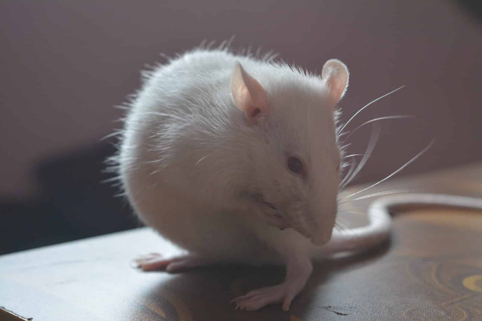 16 Different Types Of Pet Rats Breeds And Colors Pet Breeezy