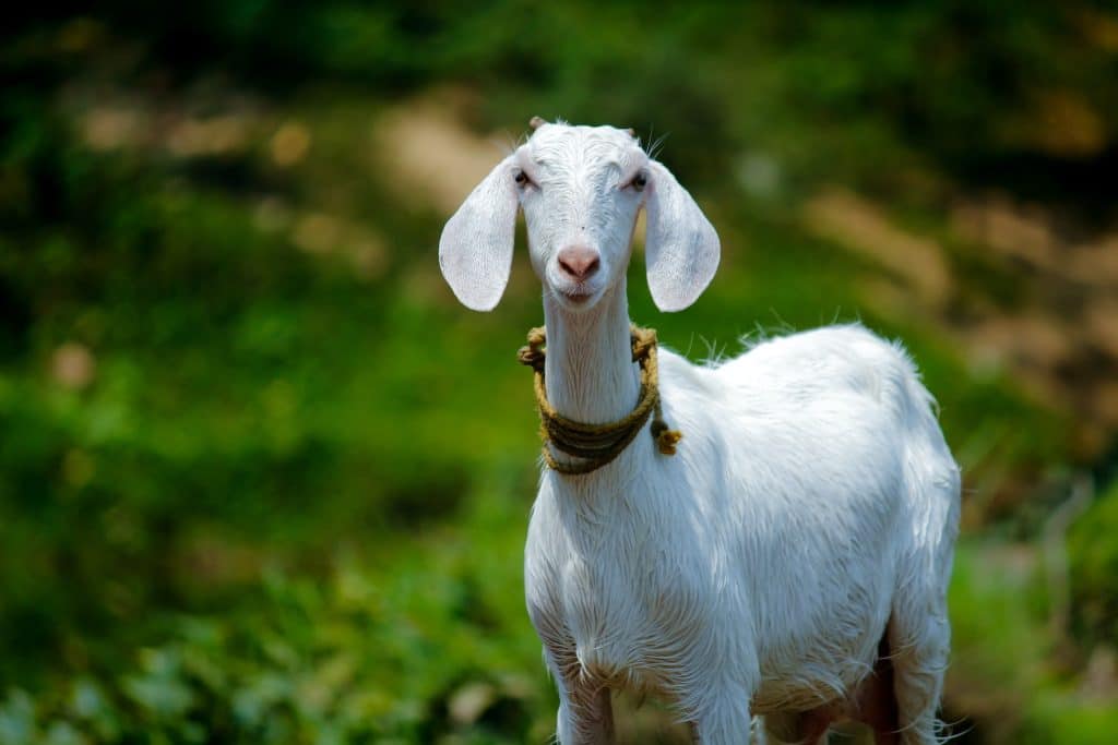Cashmere Goat: Quick Facts, Varieties, Lifespan, and Care Guide, - Pet ...