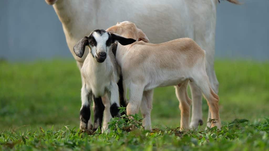 white and black goat on green grass during daytime