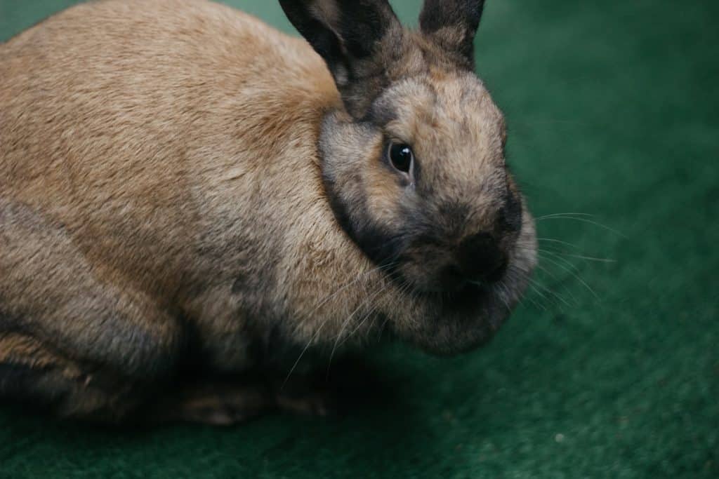Sable Rabbit Breed American Sable Rabbit: Facts, Information, Traits, & Care - Pet Breeezy