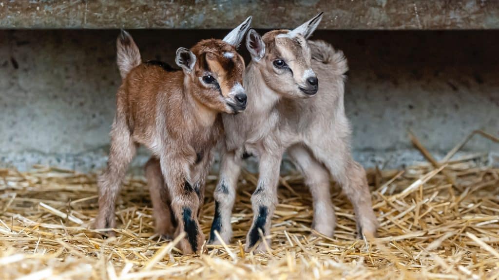 three brown goats on brown grass field during daytime