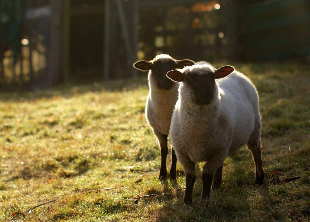 two white sheep in green grass field