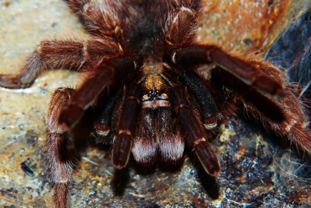 brown spider on beige surface