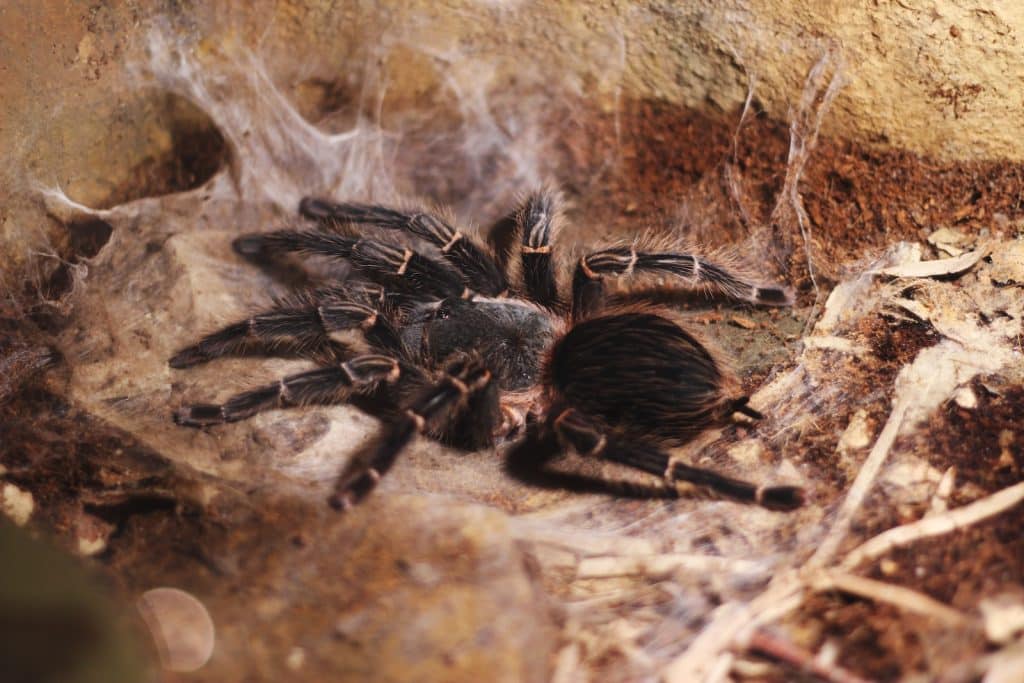 post-molt Grammostola pulchripes stretching on web