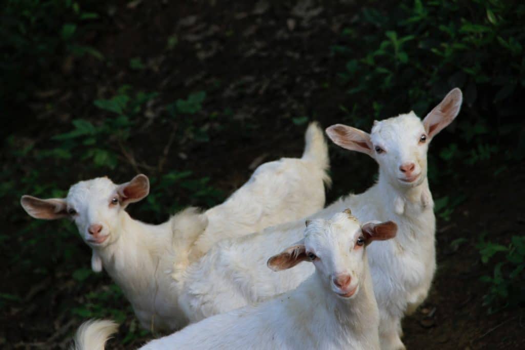 three white goat standing between green grass