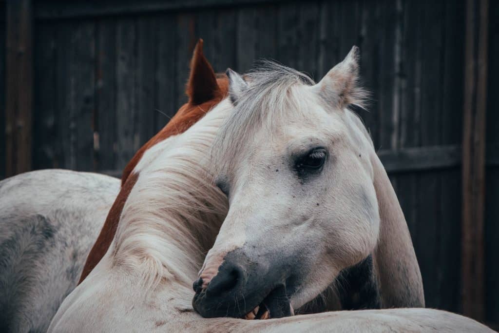 white horse biting it's neck