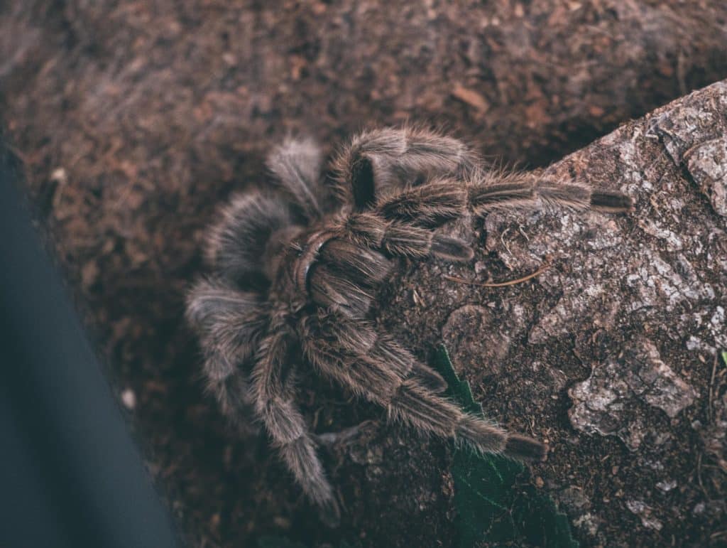 brown tarantula spider