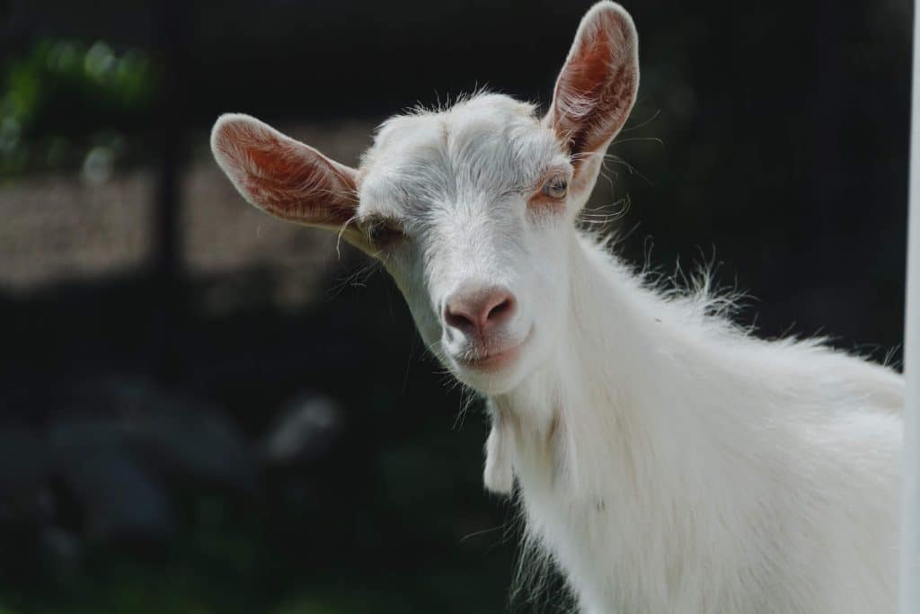 white goat