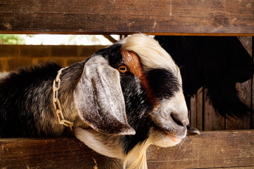 black and white cow head