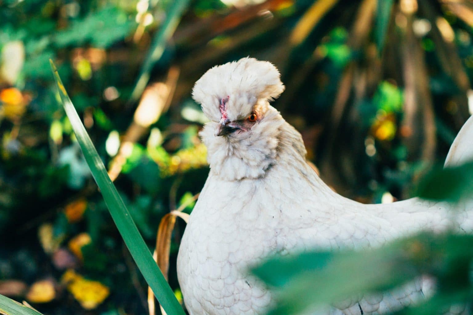 The 12 Best Show Chicken Breeds Pet Breeezy