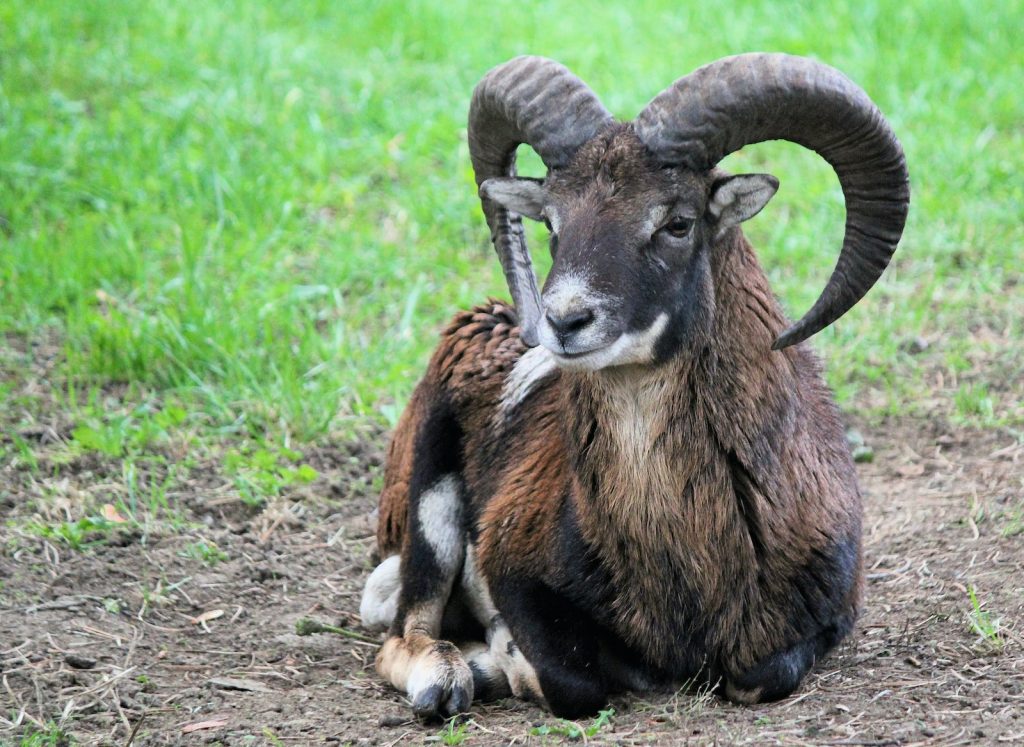 black and brown ram