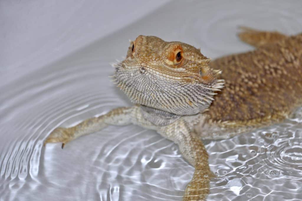 Can Bearded Dragons Consume Collard Greens? Here's What You Need To