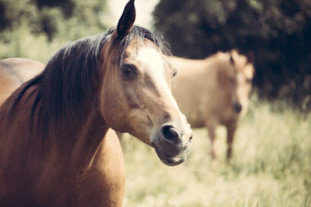 Selective Focus Photo of Brown Horse