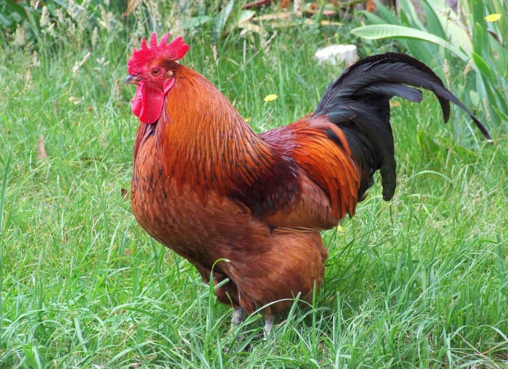 rhode island red, rooster, chicken