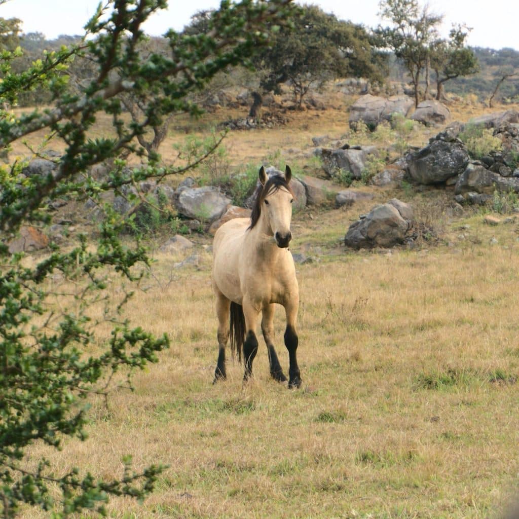 A Horse in the Countryside
