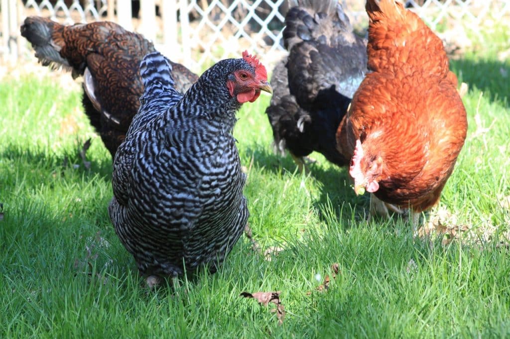 chicken, barred rock, stripes