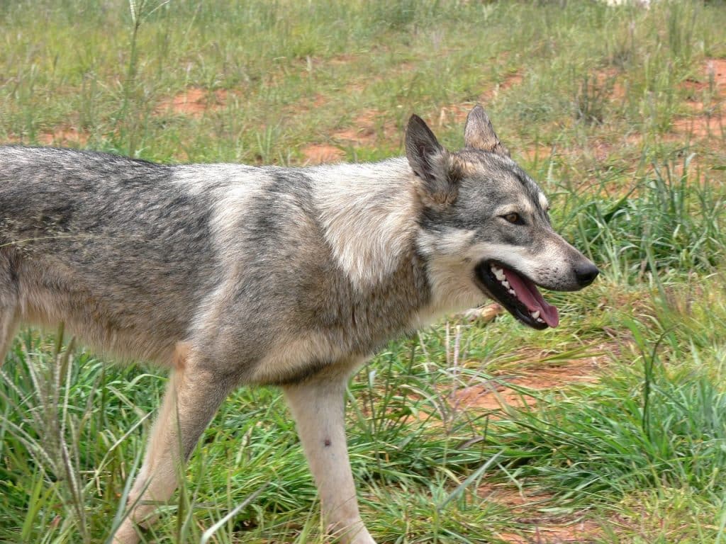 wolf, wild, mammal