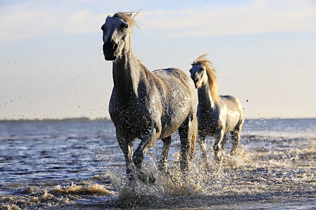 2 Black Horse Running on Body of Water Under Sunny Sky