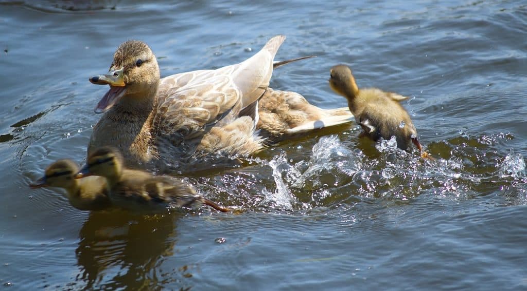 duck, mallard, boy