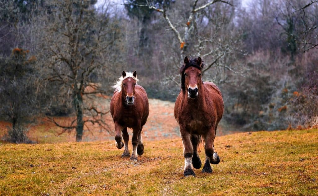 horses, animals, galloping