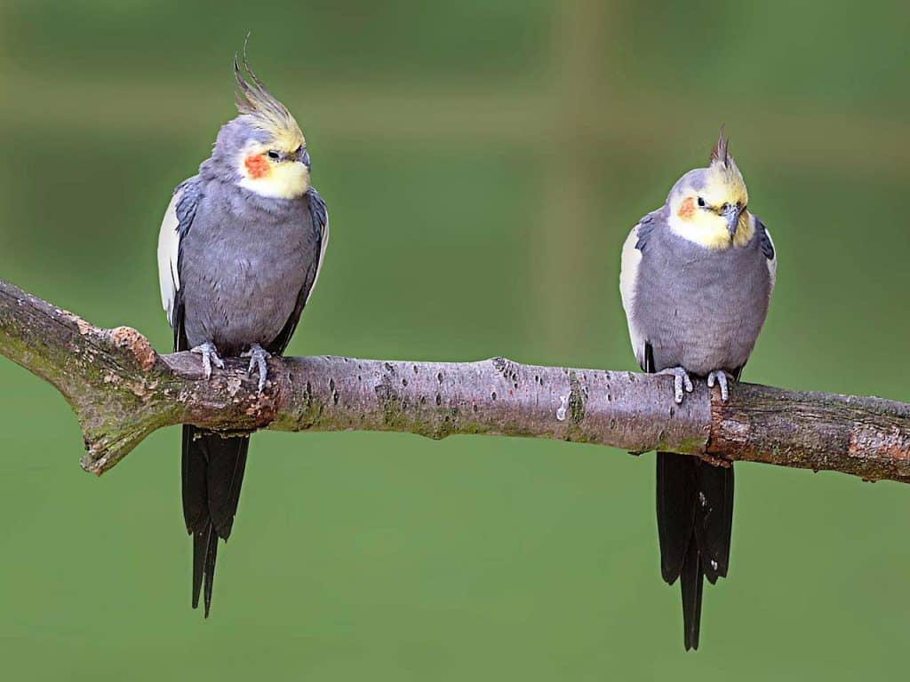 cockatiel, bird, pet