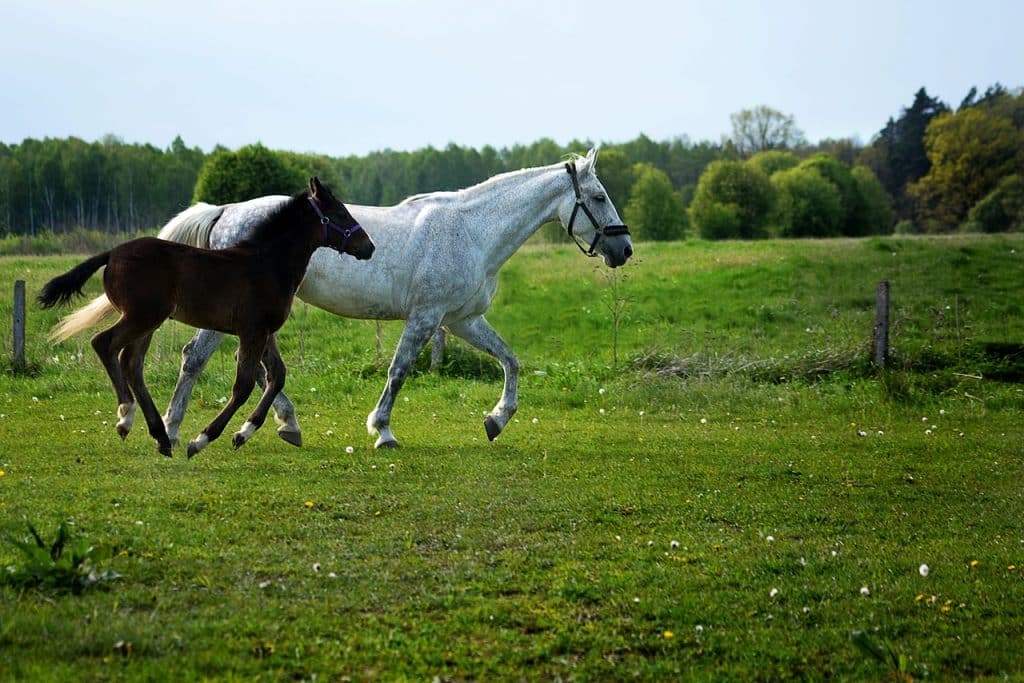 horse, mare, offspring