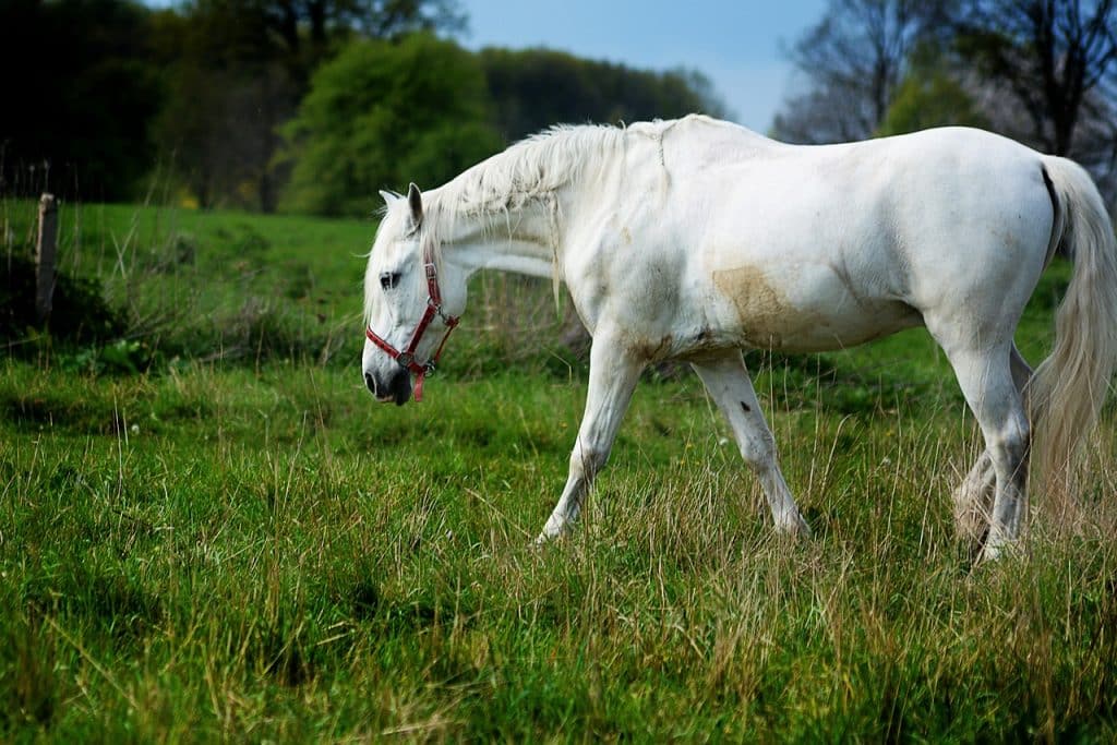 horse, gray, is