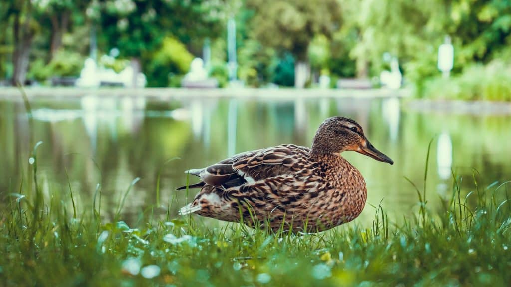 Selective Focus Photography Of Duck