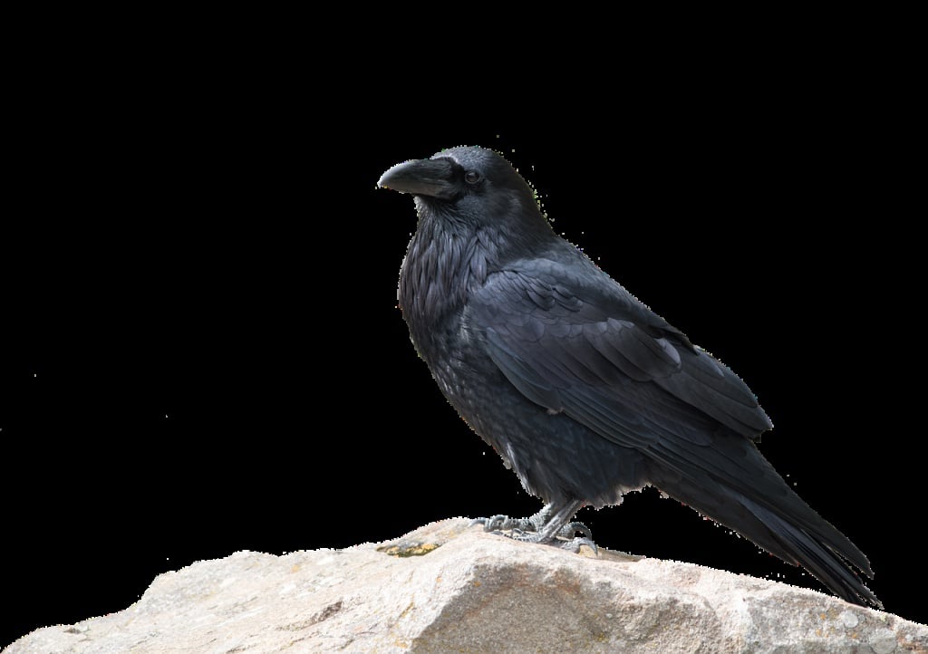 crow, bird, wildlife