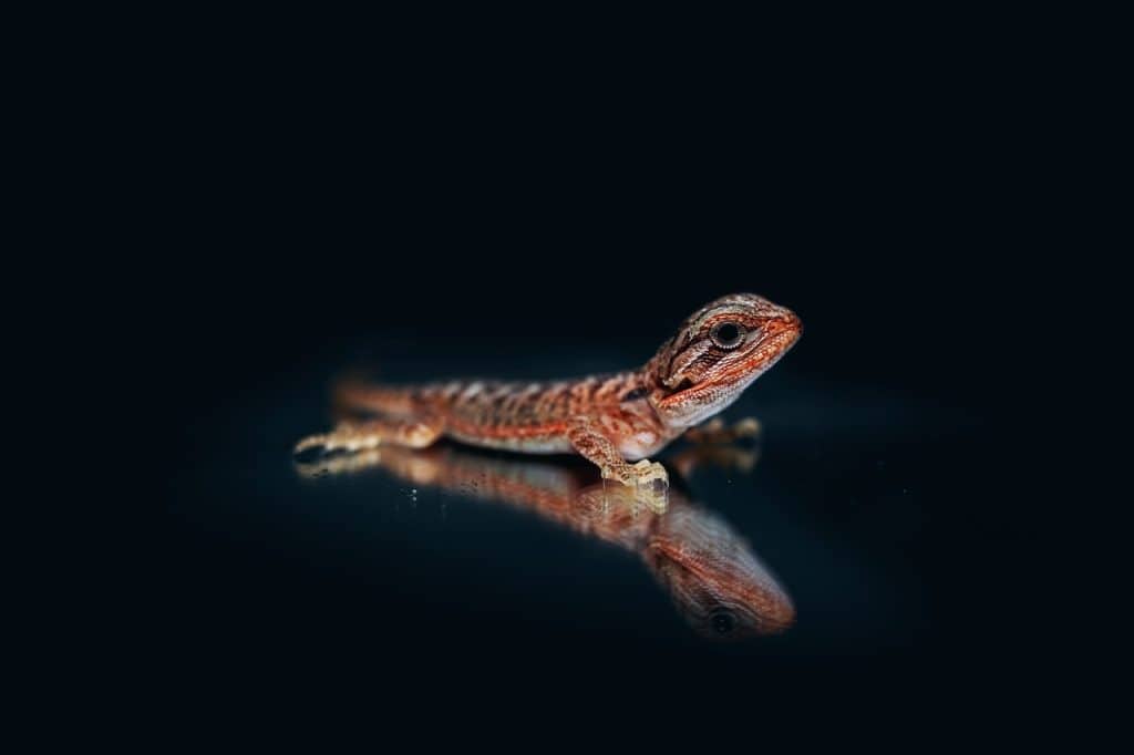 bearded agama, agama, bearded dragon