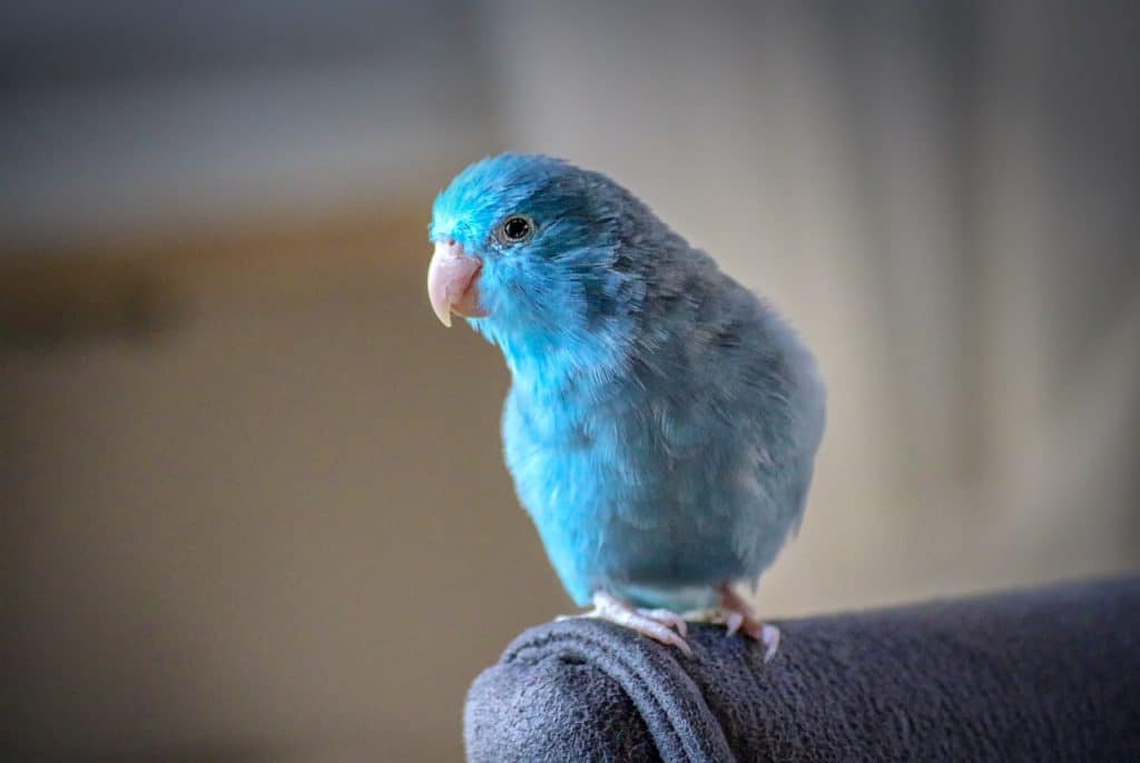 animals, parrotlet, blue