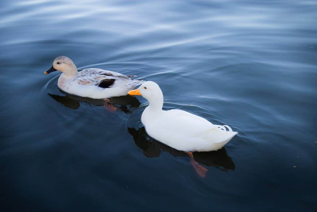 Adorable ducks floating in lake on sunny day