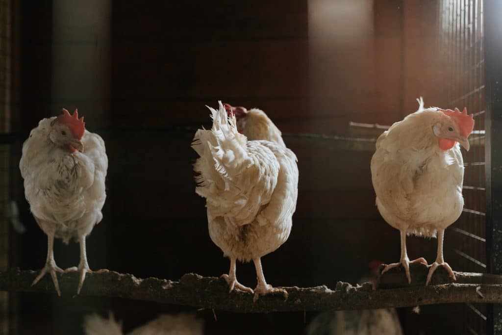 White Chicken on Brown Soil