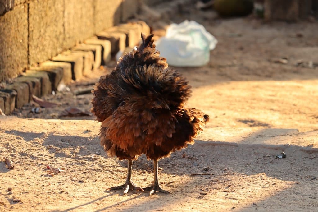 hen, male, kerala