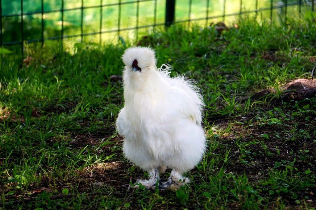 silkie, silky, chicken