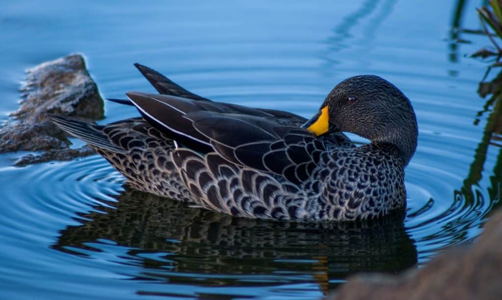 Brown Duck at the Body of Water