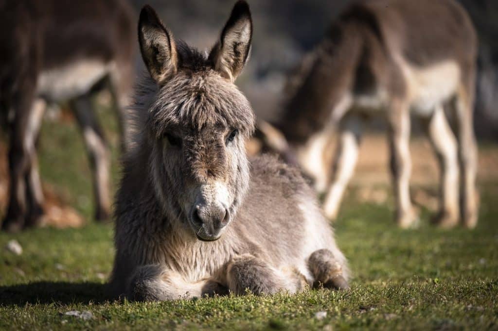 donkey, foal, fur