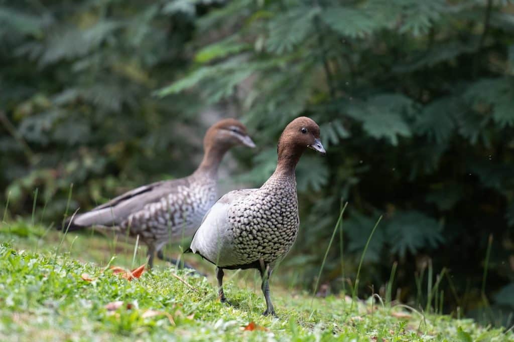 wood duck, duck, bird