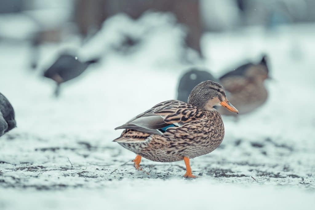 Side view of duck with brown plumage and pointed beak walking on snowy ground in natural habitat