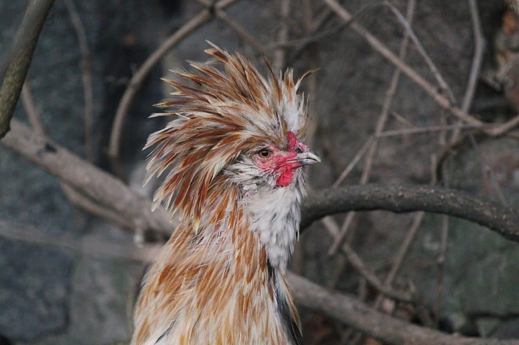 chicken, hen, bird